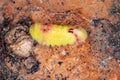 Gossamer-winged Butterfly Caterpillar