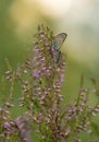 Gossamer-winged butterfly, Lycaenidae resting on heather