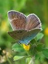 Gossamer-winged butterfly on meadow