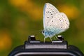 Gossamer-winged butterfly sitting on a camera