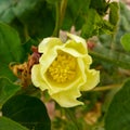 Gossypium herbaceum close up with fresh seed pods.Cotton boll hanging on plant.