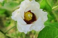 Gossypium Herbaceum Plant