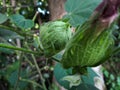 Gossypium herbaceum plant cotton boll developing close up photo in farm