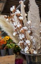 Gossypium hirsutum or upland cotton and Cortaderia selloana or pampas grass in a vase at the greek flowers shop in November Royalty Free Stock Photo