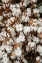 Gossypium hirsutum or upland cotton plant in a vase at the greek flowers shop, close-up
