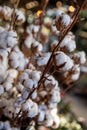 Gossypium hirsutum or upland cotton plant in a vase at the greek flowers shop. Royalty Free Stock Photo