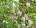 Gossypium plant