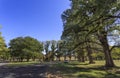 Gostwyck Ã¢â¬â View of the Elm Trees and Chapel