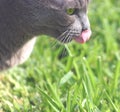 Got Cat Grass? Royalty Free Stock Photo