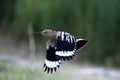 Common hoopoe or upupa got caught napping and had to run