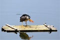 Got fish and back to a bamboo raft to eat. Royalty Free Stock Photo