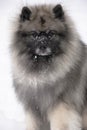 Got Milk? Keeshond in snow Royalty Free Stock Photo