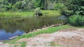 Got my ducks in a row, waterfowl ducks lined up along estuary riverside shore