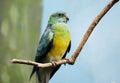 Singing parrot. Red-rumped parrot.