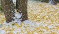 We got our first snow of the season during the night, dusting in the fall with sugar in the winter. Melted where the sun touched, Royalty Free Stock Photo