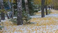 We got our first snow of the season during the night, dusting in the fall with sugar in the winter. Melted where the sun touched, Royalty Free Stock Photo