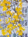 We got our first snow of the season during the night, dusting in the fall with sugar in the winter. Melted where the sun touched, Royalty Free Stock Photo