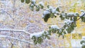 We got our first snow of the season during the night, dusting in the fall with sugar in the winter. Melted where the sun touched, Royalty Free Stock Photo