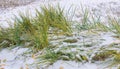 We got our first snow of the season during the night, dusting in the fall with sugar in the winter. Melted where the sun touched, Royalty Free Stock Photo