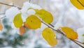 We got our first snow of the season during the night, dusting in the fall with sugar in the winter. Melted where the sun touched, Royalty Free Stock Photo