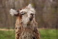 Dreamer llama... got a thought Royalty Free Stock Photo