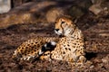 Got up. A bright red cheetah is resting and looking down on a withered grass in the rays of the setting sun Royalty Free Stock Photo