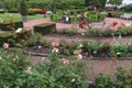Gothenburg Botanical Garden rosarium Royalty Free Stock Photo