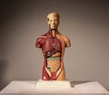 Plastic medical model of the human body showing skeleton, muscles and organs.. Royalty Free Stock Photo