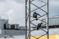 Gothenburg, Sweden - May 16 2021: Western jackdaw sitting in a metal mast, waiting for feeding oportunities..