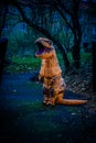 Kid wearing an inflatable dinosaur costume, standing in a dark park...