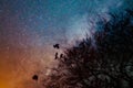 Gothic silhouette of crows landing in trees to rest for the night