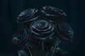 Gothic allure black roses contrast against a dark backdrop