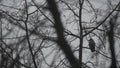 Gothic black raven bird on bare leafless branch, dramatic dark crow on fall tree Royalty Free Stock Photo