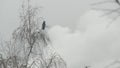 Gothic black raven bird on bare leafless branch, dramatic dark crow on fall tree