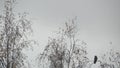 Gothic black raven bird on bare leafless branch, dramatic dark crow on fall tree