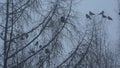 Black raven birds flock, bare leafless branch, many dark crows on tree in winter