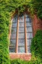 .gothic church window in DarÃâowo. brick wall overgrown with climbers. red color and green as opposing. The window is filled with Royalty Free Stock Photo