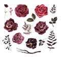 Gothic flowers watercolor set. Hand-painted red, dark, burgundy roses and leaves, isolated Royalty Free Stock Photo