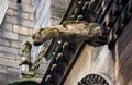 Gothic gargoyles covered in moss on the facade of the famous Notre Dame de Paris Cathedral in Paris France with rain drops falling Royalty Free Stock Photo