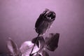 Black rose in black champagne glass. Gothic love. Royalty Free Stock Photo