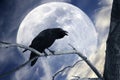 Raven and big Moon