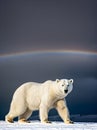 Gothic polar bear detailed shot rainbow Antarctica.