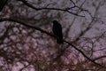 A gothic scene of a large crow in silhouette