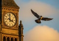 Gothic-style clock tower with intricate stonework against a sunset sky Royalty Free Stock Photo