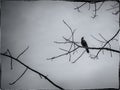 Gothic styled scene with single crow on a branch. Royalty Free Stock Photo