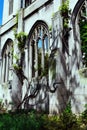 Gothic windows of the ruins of an old church / Abbey covered with ivy Royalty Free Stock Photo