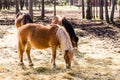beautiful brown horses Gotland russ