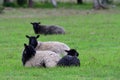 The Gotland sheep