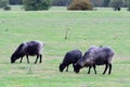 The Gotland sheep