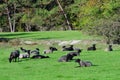 The Gotland sheep